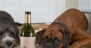 EL ALCOHOLISMO DE LA MASCOTA