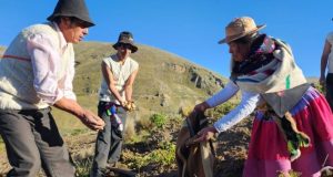 Comunidades altoandinas recuperan 226 variedades de papa con prácticas ancestrales