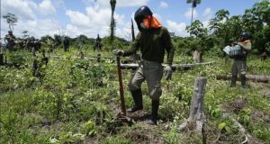El cultivo de hoja de coca se incrementó en 18% entre los años 2021 y 2022
