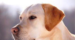 COMIENDO CON EL PERRO