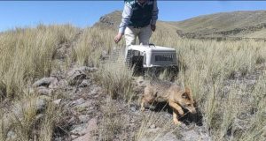 Cusco: Zorro andino rescatado fue devuelto a su hábitat tras recuperar su salud