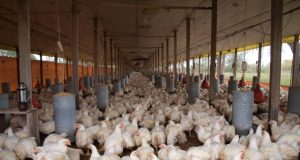 EL FRACASO DE LA CIUDAD GALLINERO