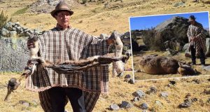 Huancayo: Frío extremo provoca muerte de ovinos y vacunos por neumonía, ganaderos demandan cobertizos