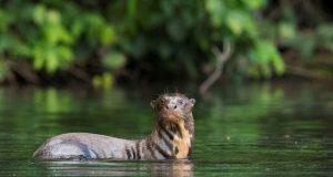 Ley de Áreas Naturales Protegidas: ¿Qué pasaría si se aprueba el proyecto de Petroperú y el Minem?