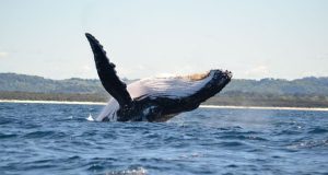 Avistamiento de ballenas: Esperan la llegada de más de 25 mil turistas a las playas de Piura
