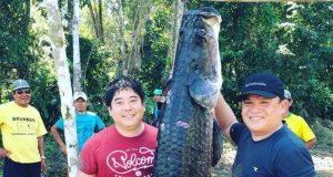 Sachaculantro en pescado marinado