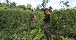 Perú: Siguen creciendo cultivos ilegales de coca en áreas naturales protegidas y territorios indígenas