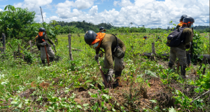 Erradican más de 9000 hectáreas de cultivos ilegales de hoja de coca en lo que va del año