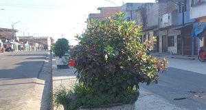 MACETEROS COLOCADOS POR GERFOR ESTÁN ROTOS Y DESCUIDADOS