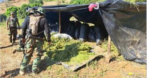 Decomisan más de seis toneladas de marihuana en la sierra de La Libertad