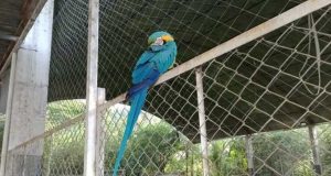 Cusco: Rescatan guacamayo que era usado como atractivo de un local deportivo