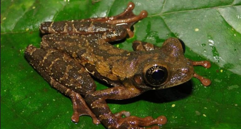 Pasco: Descubren nueva especie de anfibio en el Parque Nacional Yanachaga Chemillén
