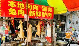 LA CONGRESISTA Y LOS PERROS VAGOS