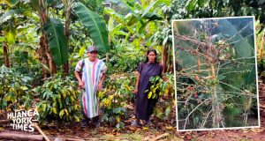 Crisis en el agro: Nuevo ataque de la roya amarilla daña más 90 mil hectáreas de café en Junín