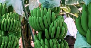 La inteligencia artificial llega a los campos de banano de exportación en Piura