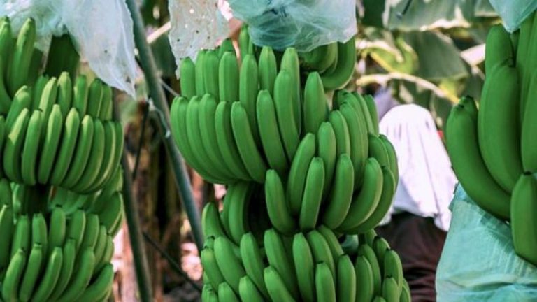 La inteligencia artificial llega a los campos de banano de exportación en Piura