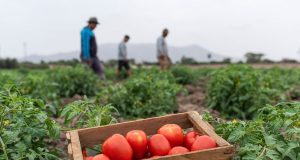 Plaga amenaza con devastar cultivos de tomate y pimiento en la costa norte del Perú