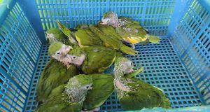 GOREL A TRAVÉS DE LA GERFOR RESCATA EJEMPLARES DE FAUNA SILVESTRE EN EL MERCADO DE YURIMAGUAS