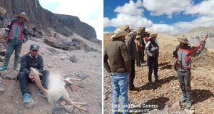 Atentado ambiental en Cusco: Cazadores furtivos matan 100 vicuñas en Chumbivilcas