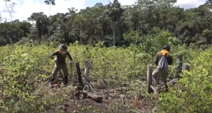Perú inicia la erradicación de cultivos ilegales de hoja de coca en el Putumayo