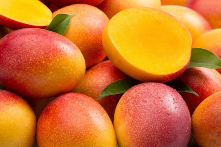 Productores de mango perderán S/ 9 mil de inversión por hectárea por crisis agraria