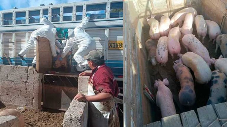 Puno: Advierten ingreso de cerdos y carnes de contrabando desde Bolivia sin control
