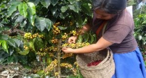 Piura: Cámara de Comercio advierte caída en la producción agrícola más grave que en 2017