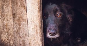 FALTA EDUCAR A LA POBLACIÓN PARA QUE RESPETEN A SUS MASCOTAS