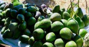 Crisis agraria en Ayacucho: La producción de palta en Luricocha se reduce en 50 %