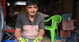 Piura: Intensifican acciones para el control de plagas en el limón