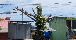 TALA INDISCRIMINADA DE ÁRBOLES EN SAN JUAN