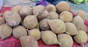 ÉPOCA DE CRECIENTE NO FAVORECE TEMPORADA DE ZAPOTE