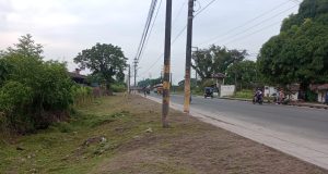 MEJORAS AMBIENTALES EN LA CALLE PIURA: VIVERO MUNICIPAL EMBELLECE Y PRESERVA