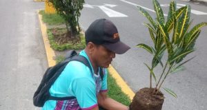 AREA DE VIVERO REALZA EL MEDIANAL CENTRAL DE LA AV. FREYRE