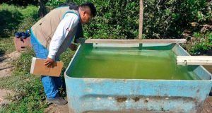 En el marco del control y prevención del Dengue, la Gerencia Regional de Salud, a través de la Dirección de Salud Ambiental/Unidad de Vigilancia Entomológica y Control Vectorial, en coordinación con la IPRESS I-3 Santa Rosa, viene realizando la visita e inspección de 150 viviendas, con el objetivo de eliminar los criaderos del vector Aedes aegypti y prevenir brotes de Dengue en la isla Santa Rosa.