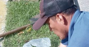 COMPROMISO DEL EQUIPO DE VIVERO DE LA MUNICIPALIDAD DE PUNCHANA CON EL EMBELLECIMIENTO DEL DISTRITO