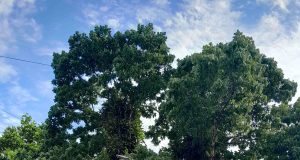 ÁRBOL DE LA CURVA DEBE SER PUNTO TURÍSTICO