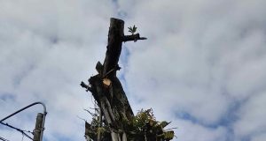 INESCRUPULOSOS QUIEREN ACABAR CON EL RENACO