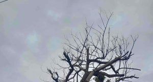 EL RENACO TIENE ESPERANZA DE VIDA