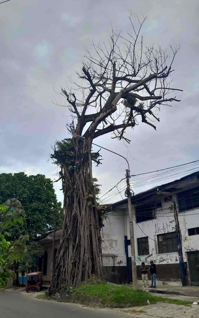 ARBOL RENACO (2)