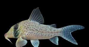 DESCUBREN NUEVO PEZ AMAZÓNICO