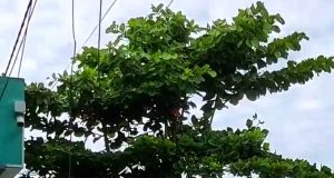 VECINOS PROTESTAN POR TALA DE ÁRBOLES