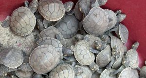 ECLOSIÓN DE TARICAYAS EN LA PLAYA ARTIFICIAL DE LA PLAZA BOLOGNESI