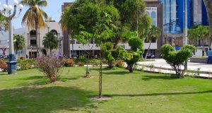 PLANTAN ÁRBOLES FRUTALES EN LA PLAZA DE ARMAS