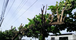 CUESTIONAN A ELOR POR TALA DE ÁRBOLES