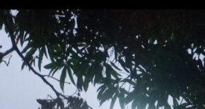 MOTONAVE EDUARDO HUNDE BOTE Y DEJA DESAPARECIDOS