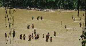 Reservas indígenas frenan la deforestación en la Amazonía, pero enfrentan graves amenazas