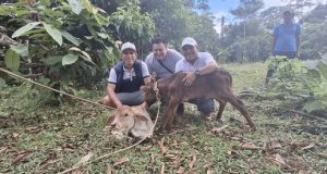 NACEN DOS TERNEROS GRACIAS A INSEMINACIÓN ARTIFICIAL EN EL CENTRO POBLADO DE BARRANCA