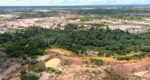 Amazonía: Investigadores descubren que los árboles tropicales funcionan como archivos vivientes de la contaminación minera
