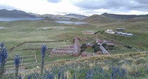 Abigeato en Puno: Roban 40 camélidos valorizados en S/16 000 en Lagunillas